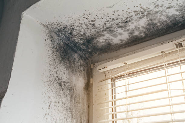 Affordable Black Mold Remediation solutions in Riverdale, NJ
